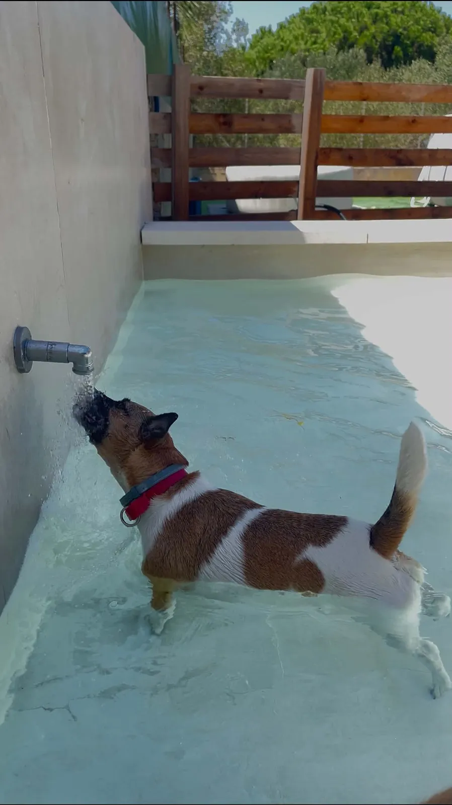 Chicca, una Jack Russell bianca e marrone con il collare rosso, immersa fino alla pancia nella piscina per cani mentre beve dal rubinetto sul bordo.