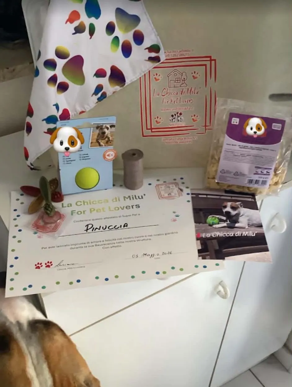 Il welcome kit su un mobiletto bianco: una bandana con impronte colorate, una pallina gialla, un sacchetto di biscotti, masticativi e il diplomino de La Chicca di Milu' con il nome del cane scritto a mano. In primo piano spunta l'orecchio di un cane.