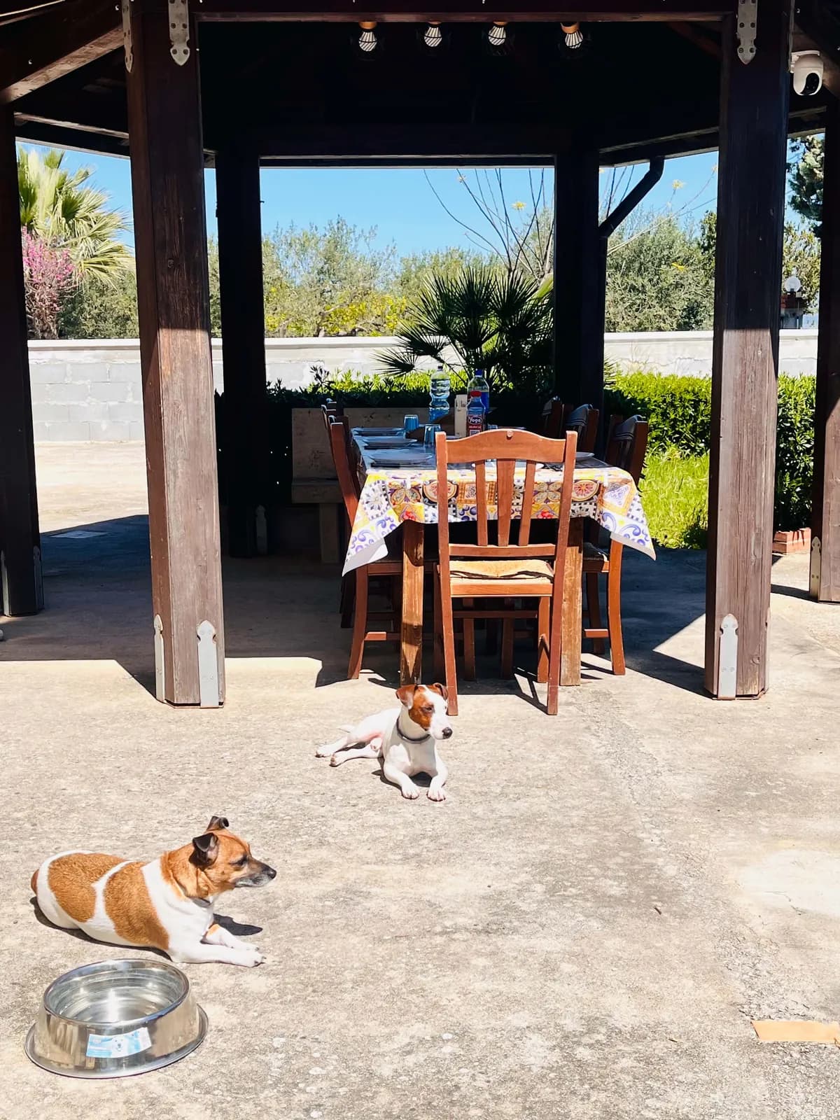 Il gazebo in legno della colazione con il tavolo apparecchiato; sul pavimento, all'ombra, due piccoli cani bianchi e marroni sdraiati vicino a una ciotola d'acqua.