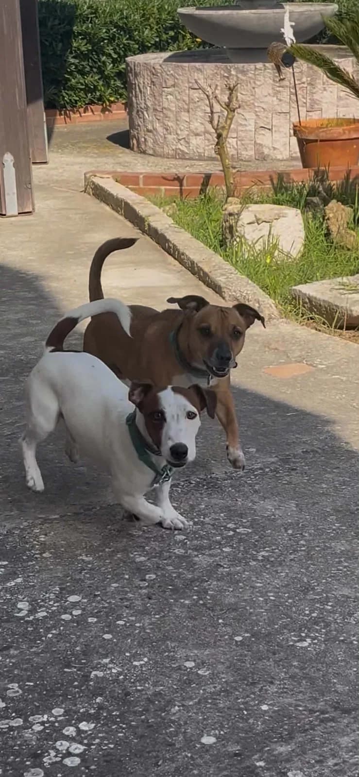 Due cani, uno bianco e uno marrone, che corrono e giocano insieme sul vialetto del cortile.
