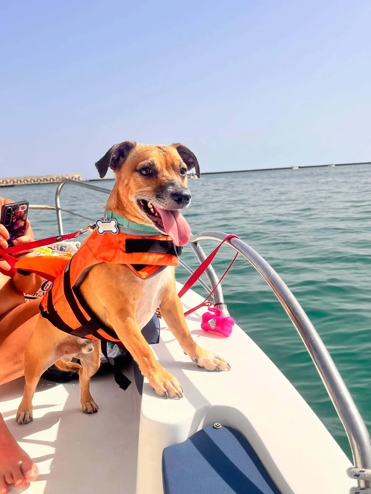 Un cane fulvo con il giubbotto salvagente arancione, affacciato a prua di una barca, con la lingua di fuori e il mare calmo alle spalle.