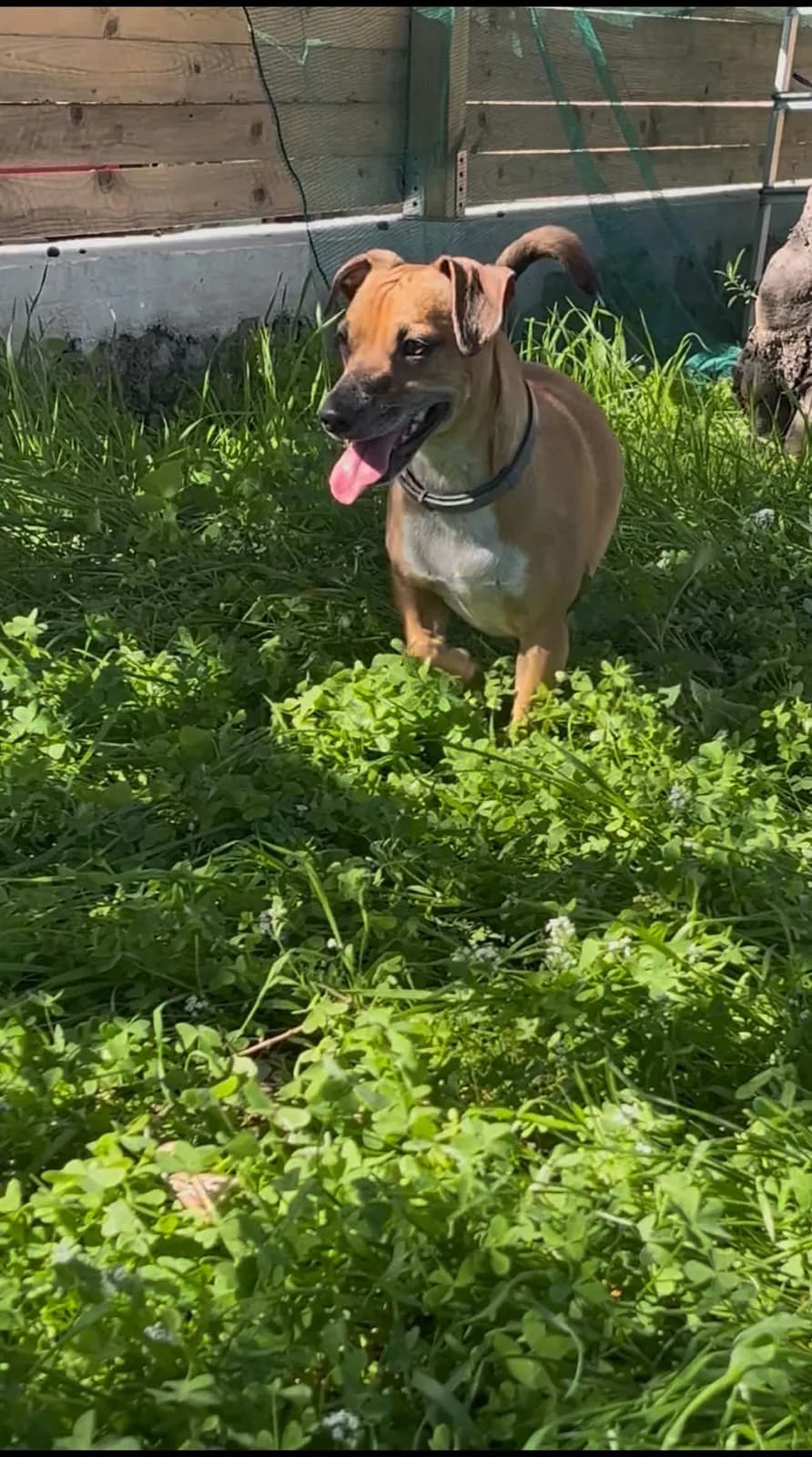 Un cane dal pelo fulvo con la lingua di fuori cammina libero nell'erba alta e verde dell'area di sgambamento recintata, al sole.