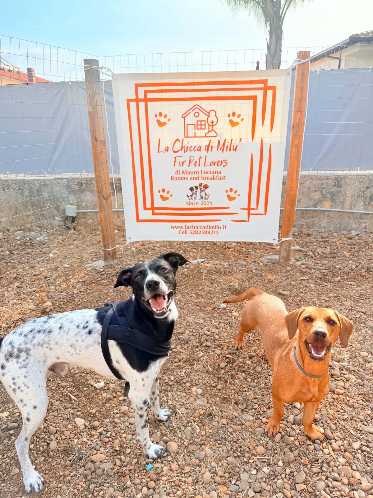 Due cani nel cortile in ghiaia davanti al cartello de La Chicca di Milu' for Pet Lovers: uno bianco a macchie nere con la pettorina e uno fulvo, entrambi con lo sguardo verso l'obiettivo.