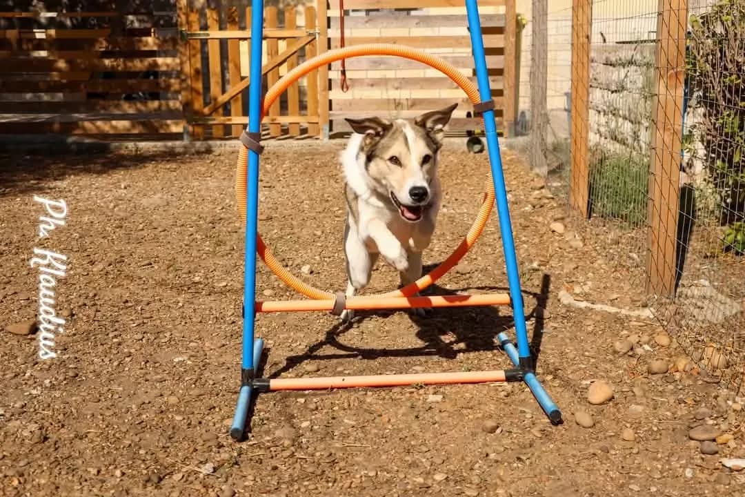 Un cane grigio e bianco salta attraverso il cerchio arancione del percorso agility, nell'area di sgambamento recintata con lo steccato di legno.