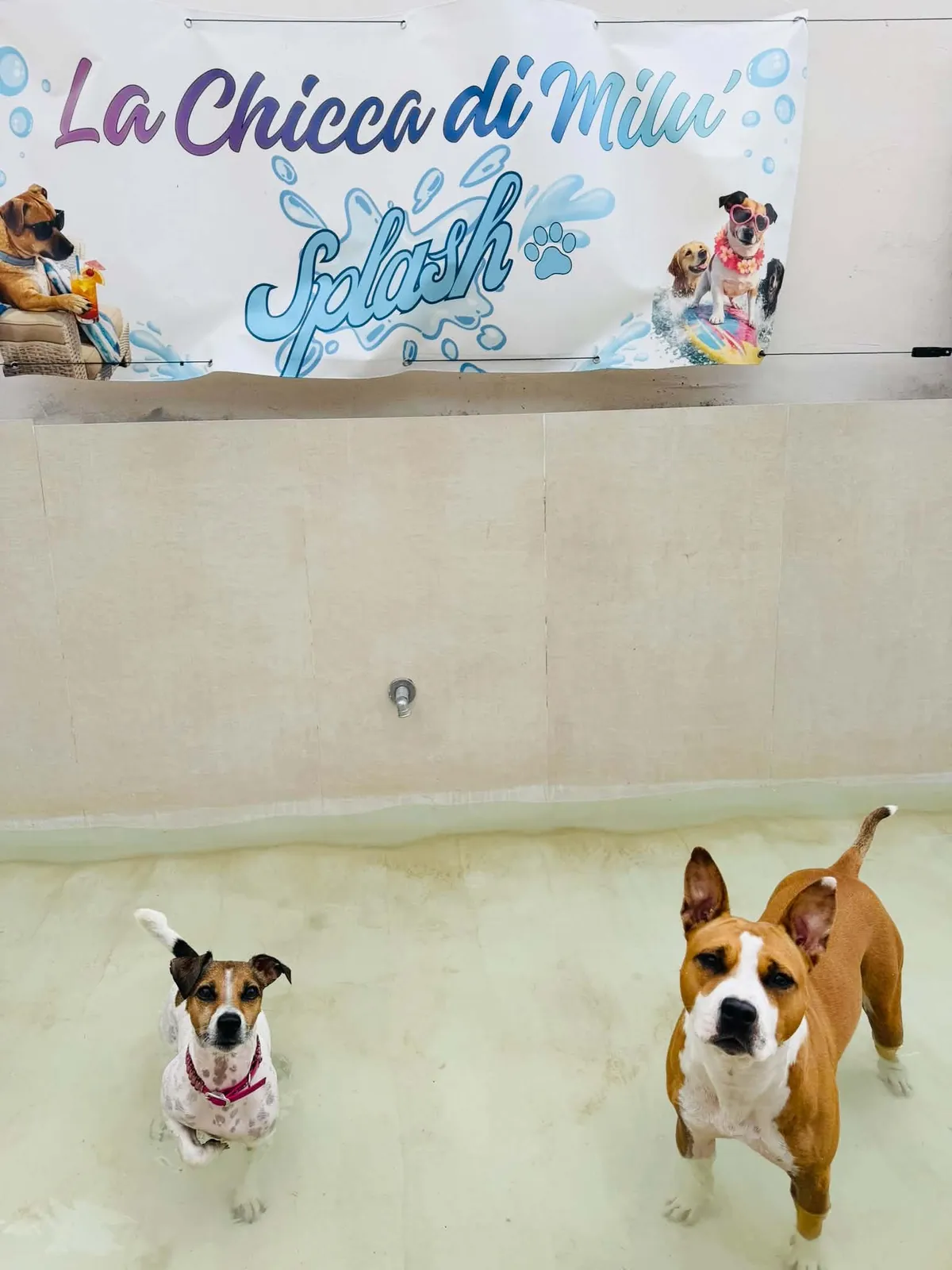 La piscina per cani con la scritta "La Chicca di Milu' Splash" sulla parete: dentro, due cani in piedi guardano verso l'obiettivo, uno piccolo bianco e marrone con la pettorina rosa e uno più grande fulvo e bianco.