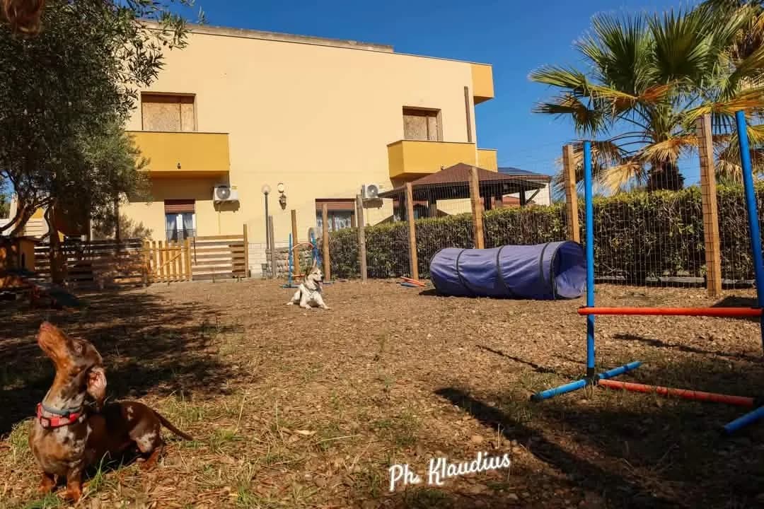 Il cortile della struttura al sole: la casa gialla, una palma, gli ostacoli dell'agility con il tunnel azzurro e alcuni cani sdraiati sull'erba.